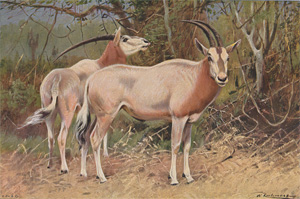 Sable Antelopes